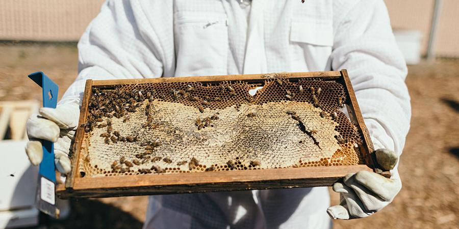 Person holding a bee hive in protective suit